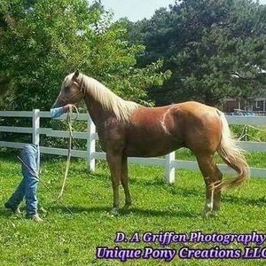 Meet your Posher, David